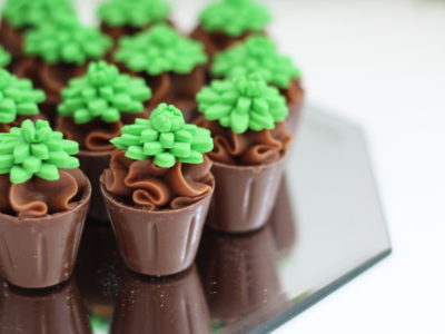 Copinho de Suculenta